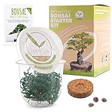 grow kits mushrooms QUALITÄTS-SAMEN - Das Set beinhaltet Samen der Tamarinde, dem indischen Dattelbaum. Bei gleichmäßigem, feuchtwarmen Klima (20-25°C) können sich bereits nach 14 Tagen die ersten Sämlinge zeigen.