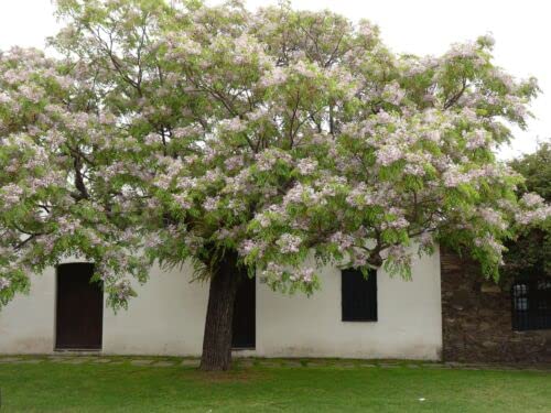 Melia Azedarach, White Cedar Wood Mahogany CHINABERRY Lilac Tree 15 Seeds -