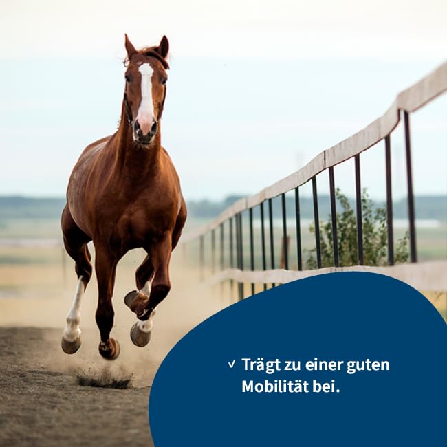 Pferd & Pony (2 Liter) Glucosamin - MSM - Chondroitin