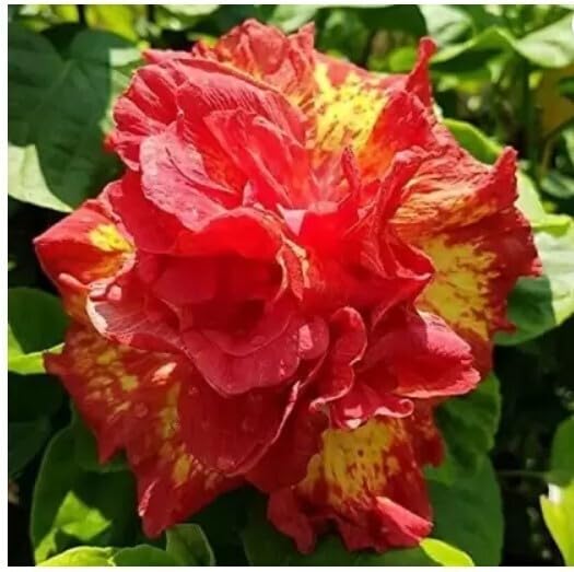 Platone Hibiscus Plant Hibiscus Plant (Global International Hibiscus Plant) (B0DBV5WBG9) Amazon Price History, Amazon Price Tracker