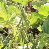 frijoles edamame resistentes de invierno bonsái de interior balcón resistentes jardín interior verdes cocina Camas elevadas para el jardín 60pcs