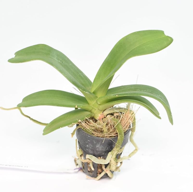 Orchid (Phalaenopsis) Live Plant | Potted plant, Orchid/1 stem assorted colours, 12 cm Live Plants (Pink) 2 Pcs for Plant (B0D7QCR2V1) Amazon Price History, Amazon Price Tracker