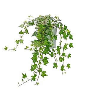 ClorofillaDecor Pianta di Edera Helix | Ø 14 | Rami 20/25cm | Interno ed Esterno | Pianta Ornamentale | Pianta Rampicante Sempreverde (Verde)