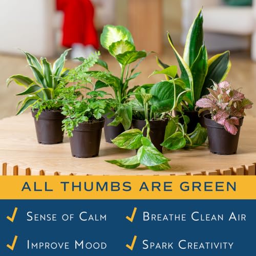 Image of Costa Farms Live Indoor House Plants (6-Pack), Hand Selected Easy to Maintain Indoor Assorted Houseplants, Curated Air Purifying Mix, Low Light, Home Office Decor Plant Gift