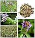 Dried Whole Self Heal Herbs, Natual Pure Self Heal, 2.0oz
