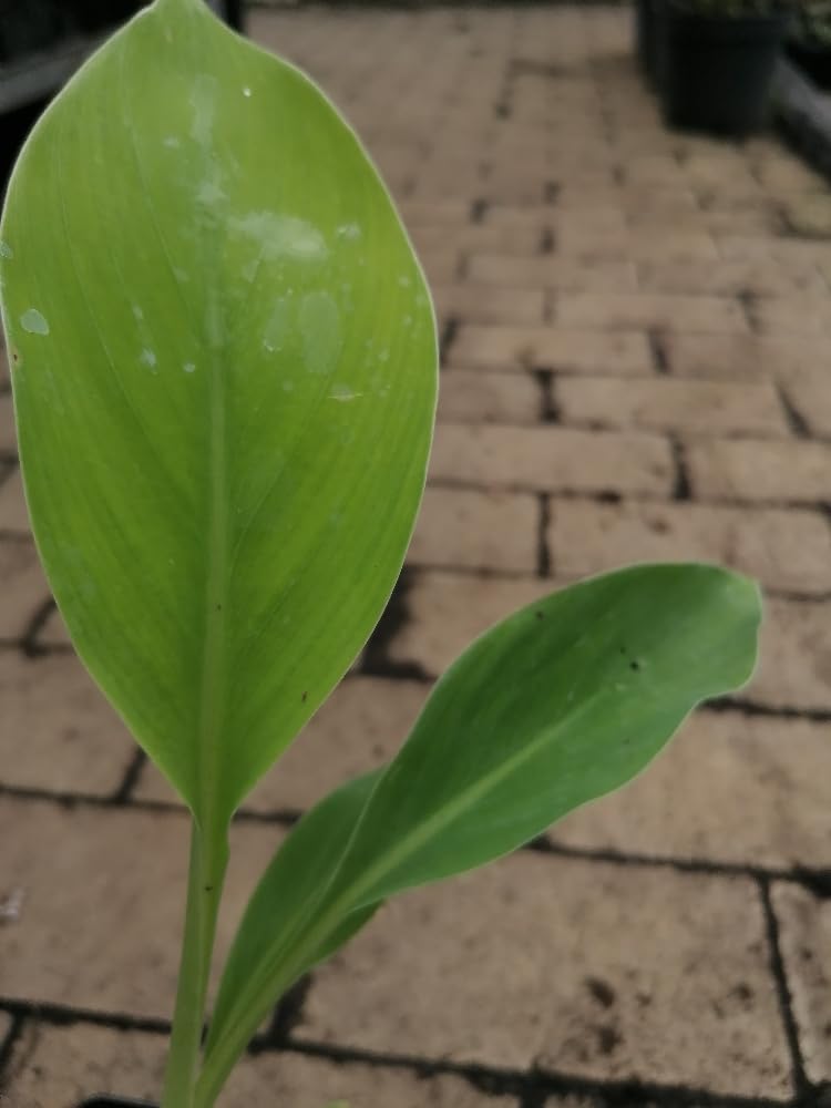 Musella Lasiocarpa - Golden Lotus Banane, 30-60 cm, Chinesische  Zwergbanane, Pflegeleicht & Exotisch, Ideal fr Garten & Terrasse :  Amazon.de: Garten