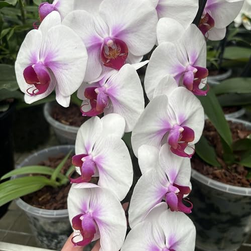 Jaggar Cross Exotics Fertilizante Líquido 8 oz Orquídeas miniatura 2