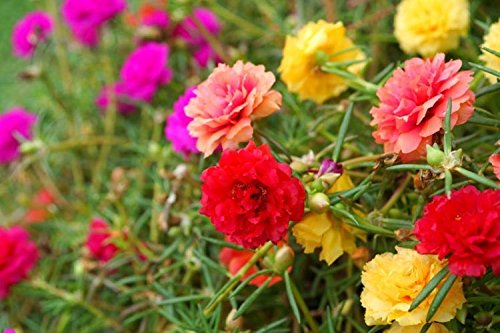 Creative Farmer Flower Seeds : Portulaca Butterflies Mix Flower Seeds For Rainy Season Plant Seeds Exotic Garden [Home Garden Seeds Eco Pack] Plant Seeds (B078RGNN9F) Amazon Price History, Amazon Price Tracker