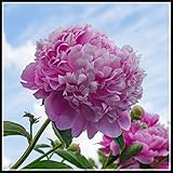 Las flores de peonía huelen muy bien. También puede poner las peonías en un jarrón y llevar la fragancia a la sala de estar.