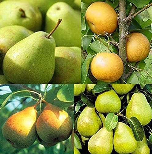 20 Seeds of Mixed Pears Trees, Bartlett, Kieffer, Green Anjou, Red Anjou, Asian Singo Pears Trees Seeds