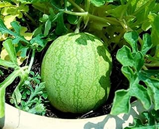USA American Heirloom Heritage Melon Seeds. Single Serving Minnesota Midget Musk Melon. Certified French Organic Grower