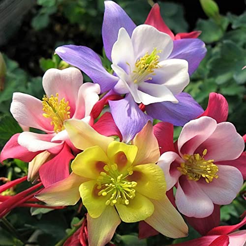 1500 Pcs Mixed Columbine Seeds For Planting Non-Gmo Flower Seeds For Home Garden Decor Easy To Plant #TOP1