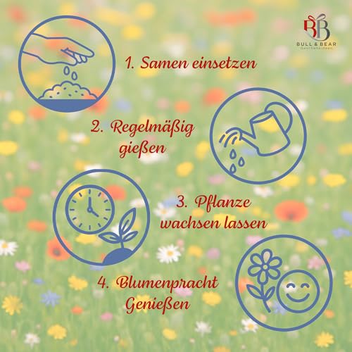 Bull & Bear 3er Set Mini-Pflanzset Glücksklee, Kleezwiebeln im Topf 4,5cm, vierblättrige Kleeblätter als Anzuchtset mit Pflegeanleitung
