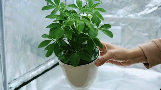 Amazon.co.jp: EC Grow グロウテント グロウボックス 室内栽培 水耕