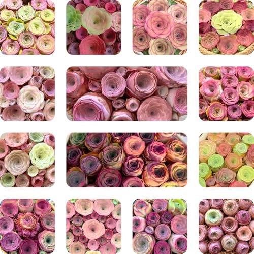 Generic Winterharte Sukkulenten Samen Mischung 300Stk.