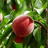 pfirsichbaum samen - gartenpflanzen obstbäume spalierobst saatgut pfirsichbaum winterhart stauden...
