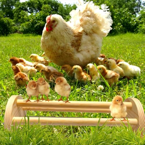 Image of Bird Chicken Perch Roosting Pole, Extra Long Safe Stand for Chicks and Hens, Training Wooden Perches for Mini Baby Chicks, Fun Toys