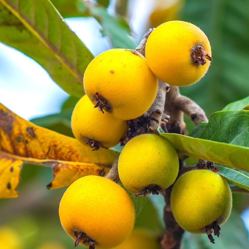 Golden Loquat Tree Live Plant, 6-10 Inch Tall, Loquat Plant Live for Garden or Patio, Sweet Loquat Fruit Tree