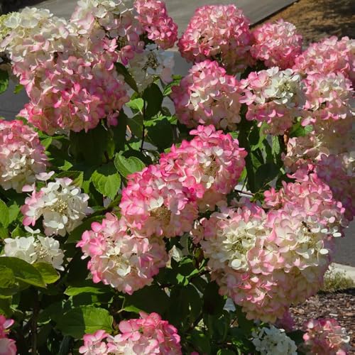 semillas de hortensia de panícula - de balcón resistentes Hortensia paniculata - semillas de silvestres decoración 400pcs