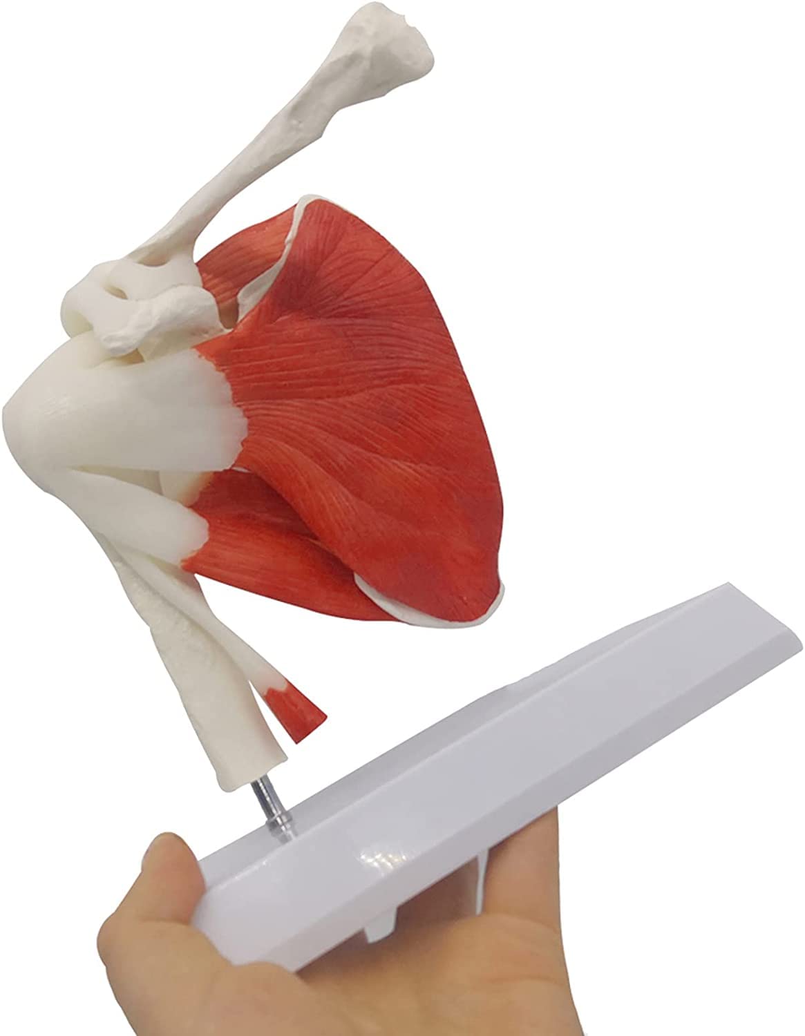 Épaule Humaine avec Modèle D'anatomie Musculaire Modèle De Muscles De L'articulation De L'épaule, Modèle D'épaule en PVC avec Ligaments Anatomie De L'épaule pour Outil Éducatif Anatomicals