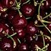 Dark Sweet Cherries
