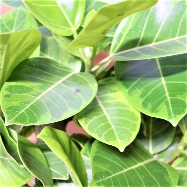 Amazon｜PURIZA 観葉植物 フィカス アルテシマ ストレート 8号鉢