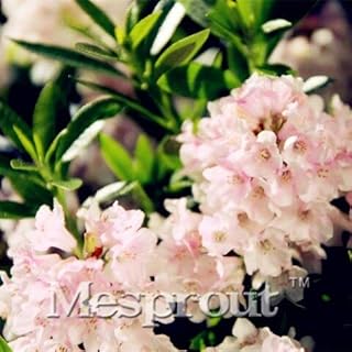 100 pcs Hododendron Micranhumum Seeds of Rare Flowers, Rhododendron Seeds Plants Bonsai Seeds for Domestic Garden Plant Bonsai Flower: only Seeds