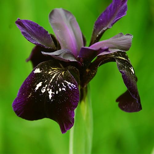 Plant World Seeds - Iris Chrysographes 'Black Knight' Seeds (Perennial Flower Seeds)