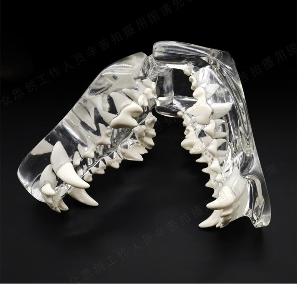 Tier Zähne Modell Transparente Hundezähne Katzenzähne Kaninchen Zähne Oral Eckzahn Schimmel Unterricht Demonstration Tiersimulation Invertierter Schimmel Haustier Zähne Modell