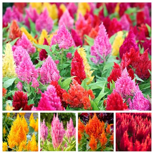 Mixed Celosia Seed for Planting 300+ Seeds Non-GMO Celosia Plumosa Cockscomb Flower Seeds Vibrant Red Yellow Orange Pink Plumes Ideal for Dried Flowers Cutting Gardens Borders & Containers