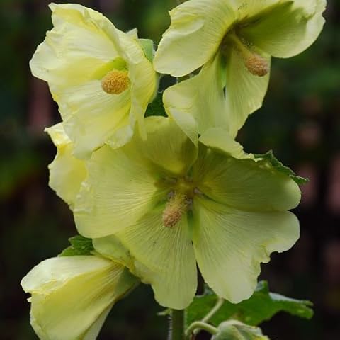 Plant World Seeds Hollyhock 'Lemon Light' Seeds Cover