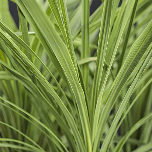 Qauzuy Garden 500 Seeds Blue Dracaena Spikes Seeds Toi Mountain Cabbage Tree Cordyline Indivisa Seeds - Heat Tolerant, Low Maintenance Evergreen Graceful Accent #TOP2