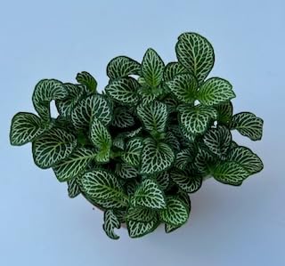 Fittonia Nerve Plant, White Anne Style, 8cm Pot