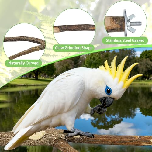 Tbintul 8 Stück Natur Sitzstangen Set für Vögel, Vogelstange aus Holz, Sitzstange mit Mehreren Ästen, Vogel Spielzeug Sitzstangen für Wellensittich Nymphensittich Kanarienvogel