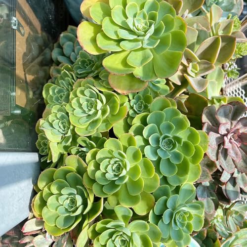 SukkulentenSamen, pflanzensamen geschenke für gartenliebhaber nachhaltige produkte wohnzimmer deko balkonpflanzen alte sorten 300pcs
