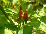 Tabasco Pepper Live Plants, Capsicum frutescens Heirloom Shrub, Highly Productive, Pack of 3