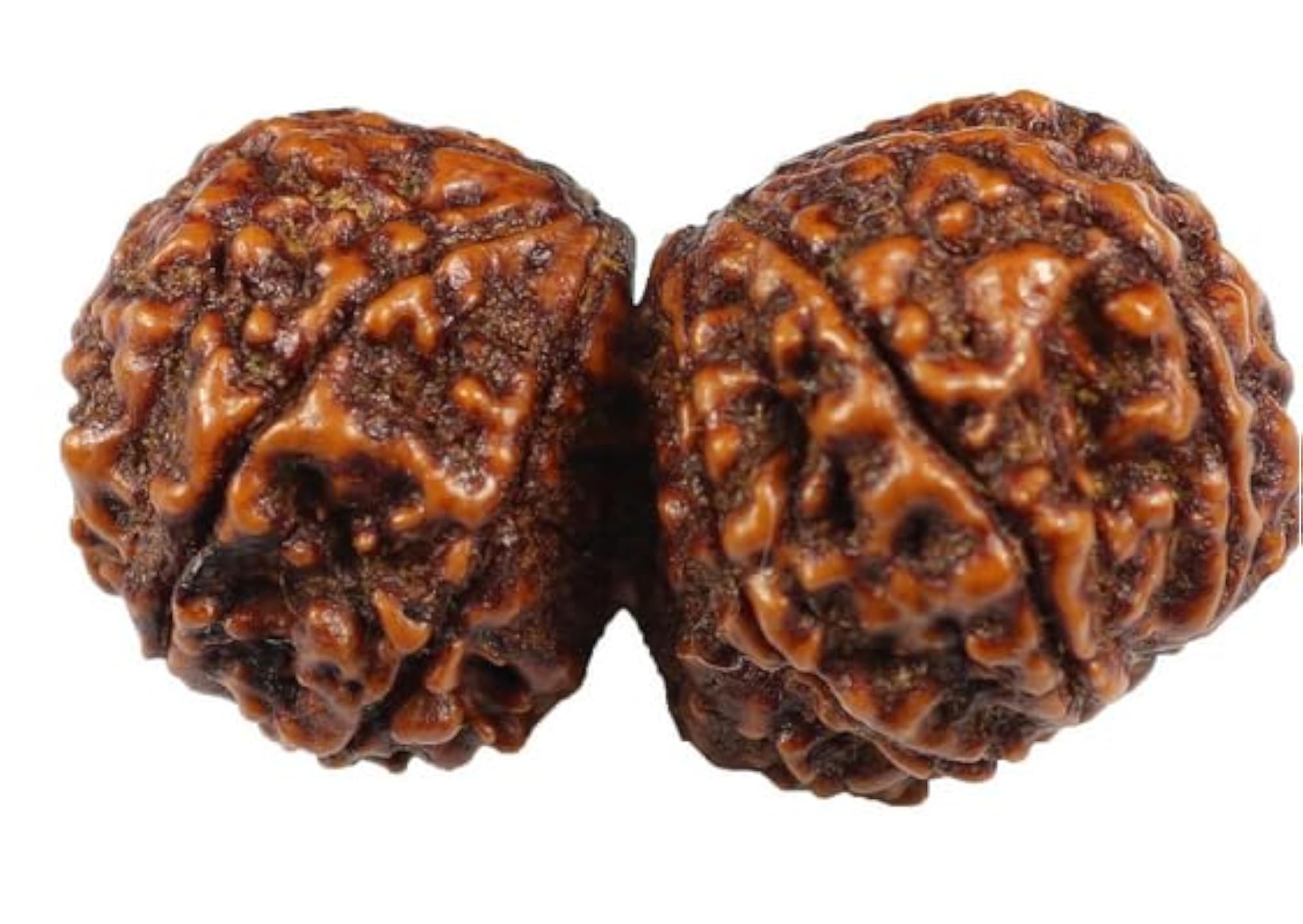 Superb Shiv Shakti Rudraksha Beads, IGL Lab Certified