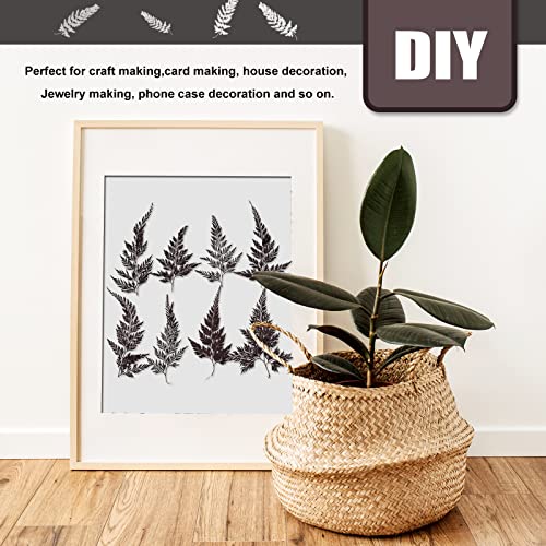 Hojas de helecho prensadas naturales para manualidades 42 pcs miniatura 6