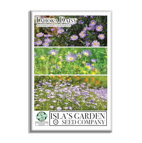 Tahoka Daisy Flower Seeds (Machaeranthera tanacetifolia) – 1000+ Heirloom Non-GMO