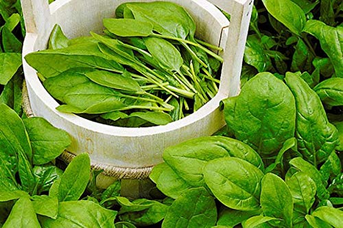 Broadleaf Sorrel Odessa Seeds Giant Herbs For Planting Non Gmo 2000 Seeds #TOP5