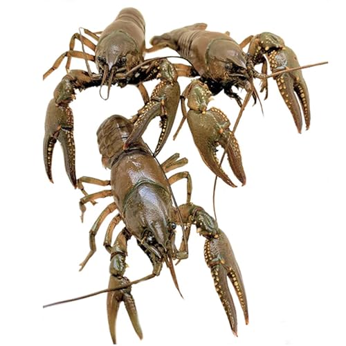 Two Men Convicted in Federal Crackdown on Illegal Whale Part Trafficking 28 Toledo Goldfish Crayfish: Live Crawdads Perfect for Stocking Pond...