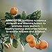 Odacité Anti Aging Serum Concentrate with Apricot and Palmarosa - For Fragile Capillaries - Ultra-Soothing Facial Serum for Fragile Skin, Redness & Healthy Looking Skin - 0.17 Fl. Oz