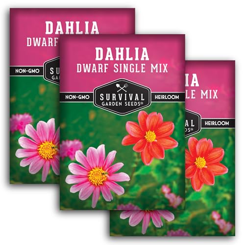 Dwarf Single Mix Dahlia Seeds for Planting - Compact Colorful Blooms for Beds, Borders & Containers - Easy-Grow Flower Variety - Heirloom Non-GMO - Survival Garden Seeds (3 Packs)