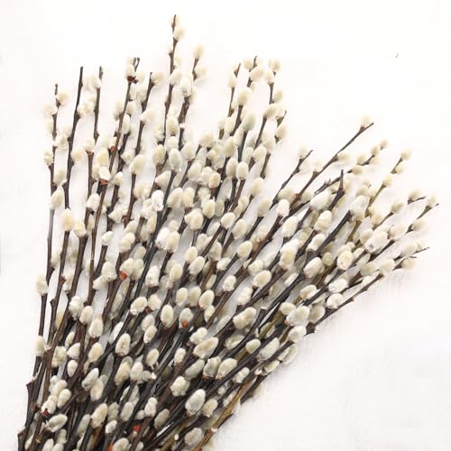 Natural Preserved Dried PussyWillow Branches for Vases 25 Stems Real Willows 17 Snow Pussywillows Dried Flowers for Indoor and Outdoor Decor Wedding Home DIY Floral Art Plants Fireplace