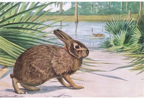 Affiche De Arts Marsh Animal Louis Agassiz Fuertes Créer Ambiance Nature Salon Cabinet