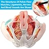 UIGJIOG Modello Anatomico del Bacino Femminile, Modello Anatomico del Pavimento Pelvico Femminile in Dimensioni Reali 4 Parti Modello del Bacino Femminile con Muscoli Vasi Sanguigni Nervi Organi