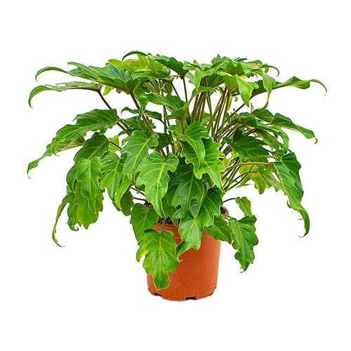 Trothic Gardens Philodendron Xanadu (Medium Size) Natural Live Plant