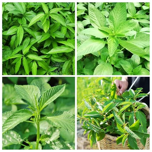 3000+Egyptian Spinach Seeds for Planting Outdoors Non GMO Organic Heirloom High Germination Rate