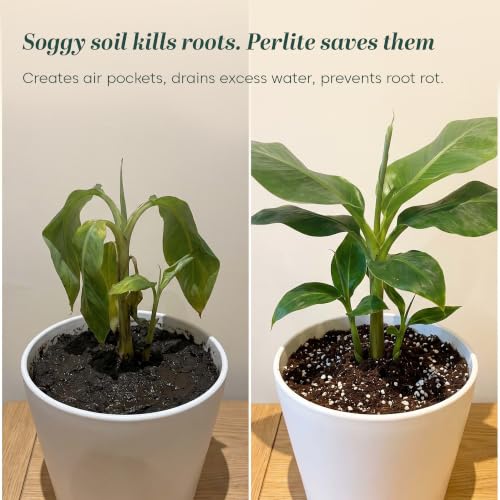 Image of Kyari Perlite 250g for Plants Horticulture soil for Drainage & Aeration
