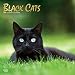 Black Cats 2020 12 x 12 Inch Monthly Square Wall Calendar with Foil Stamped Cover, Animals Cats (English, Spanish and French Edition)